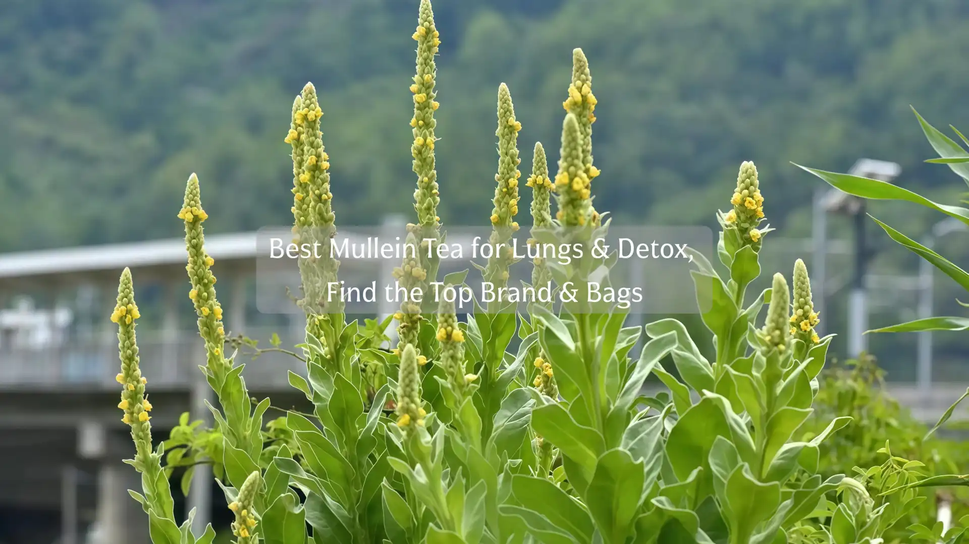 How to Find the Best Brand of Mullein Tea for Lung Detox?